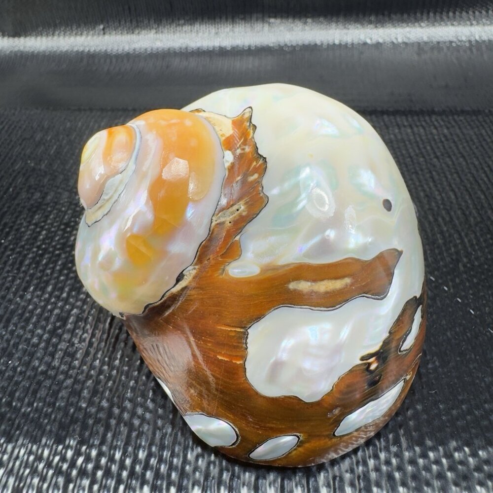 Natural Abalone Shell Iridescent Smooth African Turban Seashell Turbo Sarmaticus - Picture 7 of 13